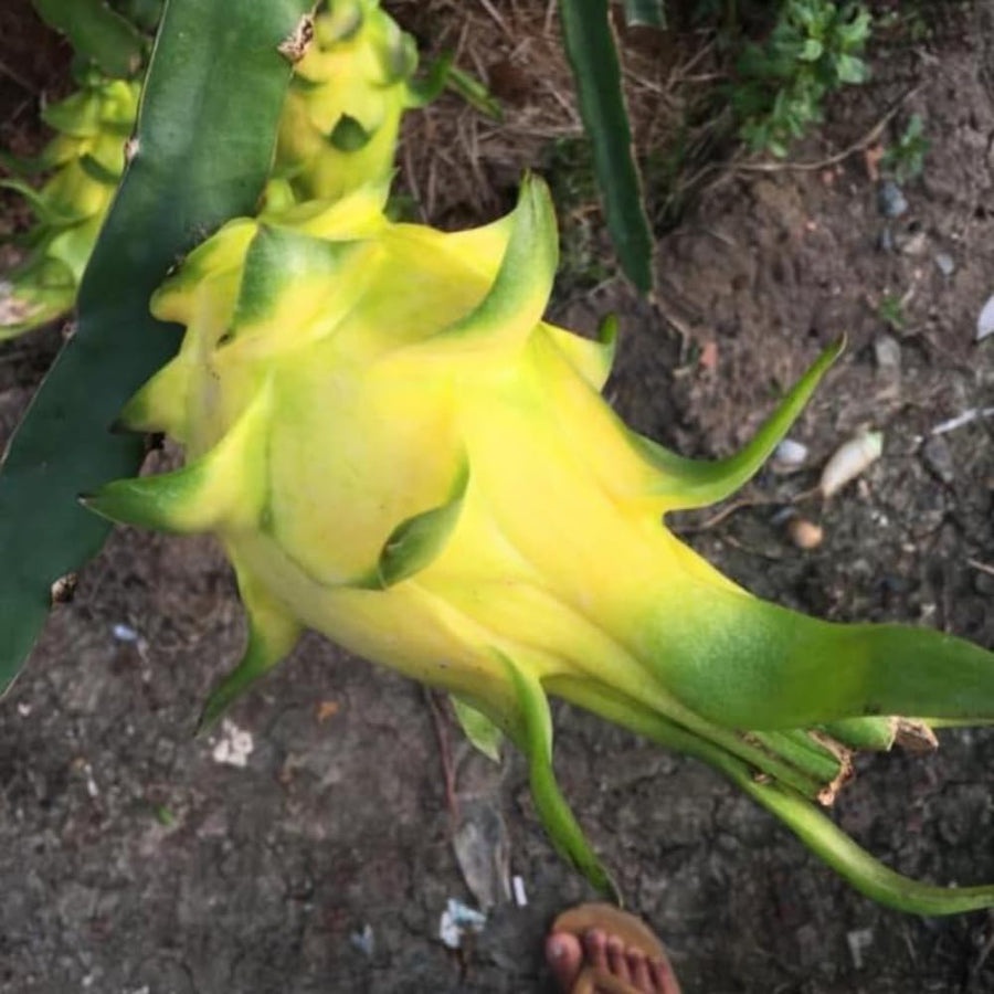 Yellow Dragon Fruit Plant Live Pot 4 Inc, Dragon Fruit Tree Gardening