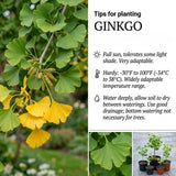 Ginkgo Tree Live Plant for Planting, Ginkgo Tree, Yellow Leaves, 4 to 6 Inch Tall in Pot, Hardy Ornamental
