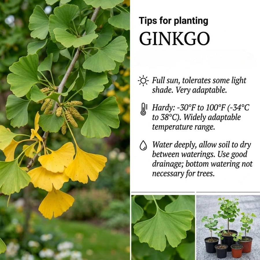 Ginkgo Tree Live Plant for Planting, Ginkgo Tree, Yellow Leaves, 4 to 6 Inch Tall in Pot, Hardy Ornamental