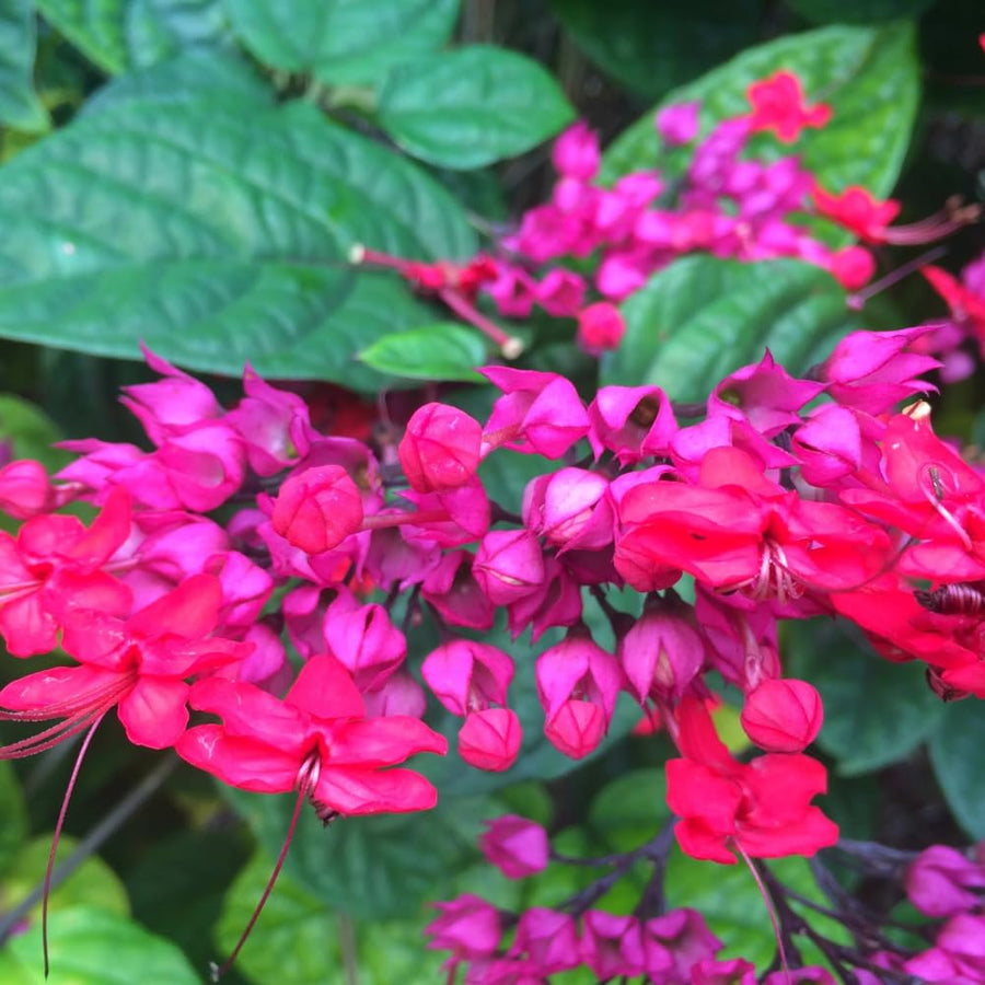 2 Bleeding Heart Vine 5 to 9 Inch Tall, Clerodendrum Bleeding Heart Plants Live Well Rooted, Ornamental Flowers (Mixed Bleeding Heart)