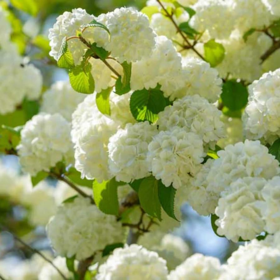 Viburnum Bush Plant Potted, Hardy Flowering Shrub, Rare Viburnum Plant for Outdoor Garden, Landscape, or Hedge, 4-6 Inches (Snow Viburnum)