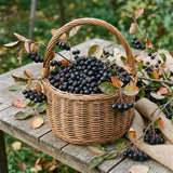Set 2 Black Chokeberry Plant Seedlings, 2-3 Years Old Aronia Berry Bare Roots 12-18 Inches, Hardy Outdoor Berry Plant