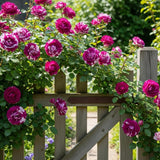 Climbing Bush Roses for Garden, Fragrant and Hardy Rose Plants for Outdoor Planting, No Pot, 5 to 9 Inc Tall Starter Plant Well-Rooted, Purple Red Stripes Blooms