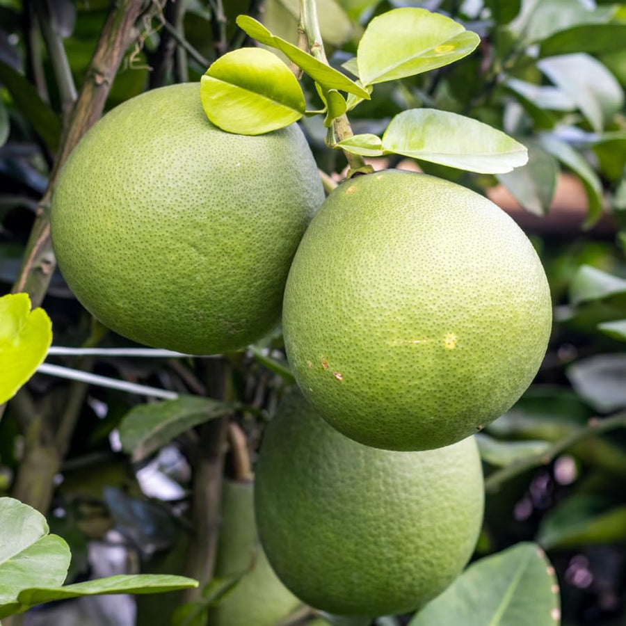 White Pomelo Grapefruit Tree Live Plant, 3 Feet Tall Grafted Citrus Tree, Large Sweet White Pumelo Fruit for Outdoor Planting