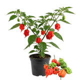Carolina Reaper Live Pepper Plant, 4 Inch Pot, 3-6 Inch Tall Plant, Super Hot Chili Pepper for Home Gardens, Vegetable Growing and Harvesting