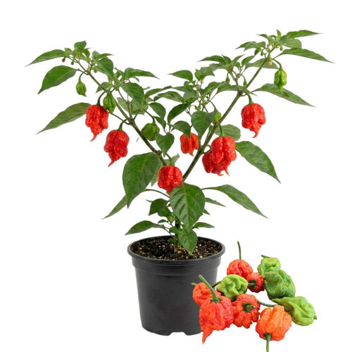 Carolina Reaper Live Pepper Plant, 4 Inch Pot, 3-6 Inch Tall Plant, Super Hot Chili Pepper for Home Gardens, Vegetable Growing and Harvesting