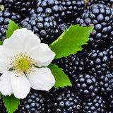 Thornless BlackBerry Plants Cuttings, Well Rooted Cutting 4 Inches Tall, Sweet Berries and High Yield for Edible Garden, Ready for Planting