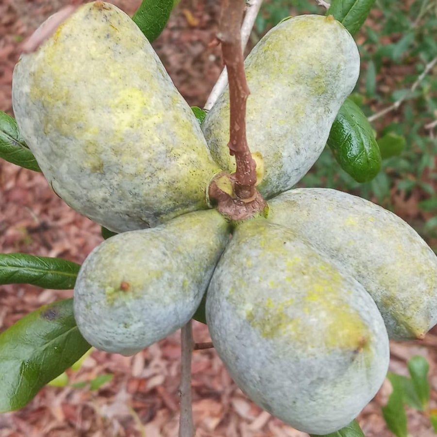 Large Pack 4 Paw Paw Trees Live Plants, Pawpaw Asimina Triloba Plant Live Tree Well Rooted from 6 to 12 Inc Tall, Mango Papaya Like