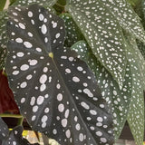 Combo 3 Polka Dot Begonia Angel Wing Plants Live, Begonia Maculata Live Plant, Begonias Live Plants Outdoor, 4 to 8 Inc Tall
