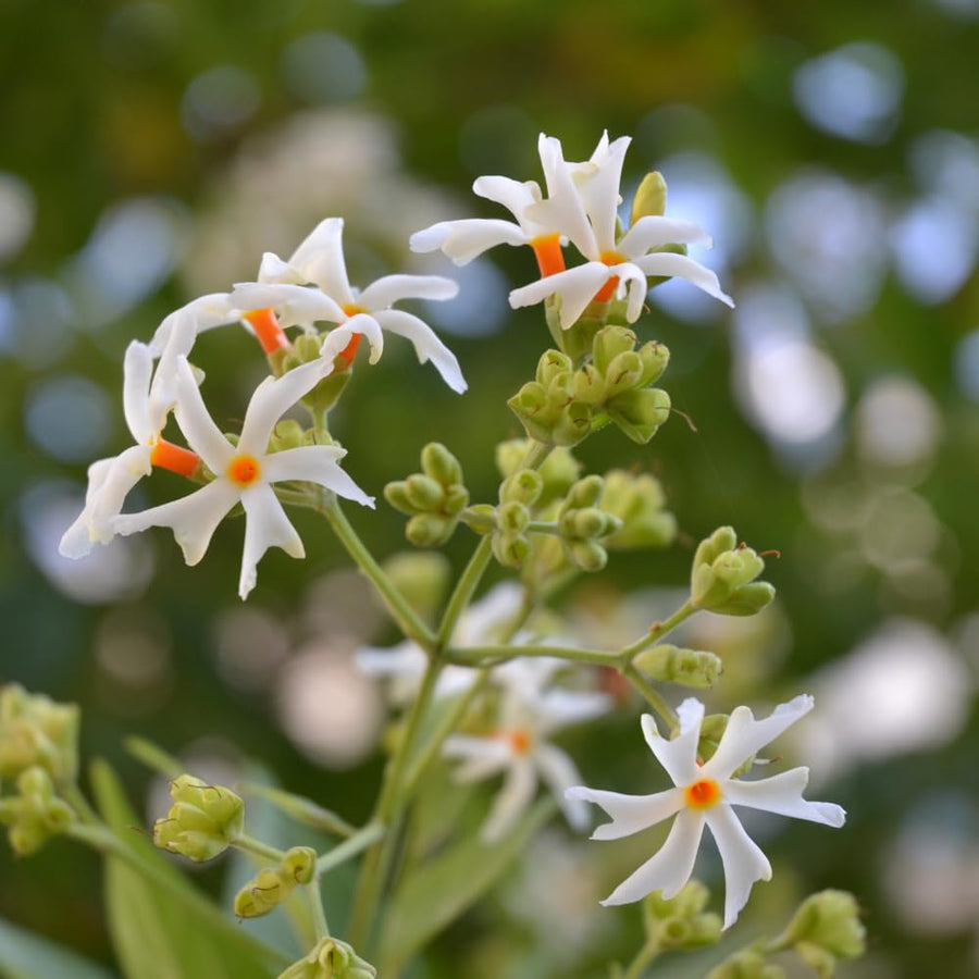 Night Blooming Jasmine Plant, Fragrant Jasmine Flower Vine 4-8 Inches Well Rooted for Container, Hanging Basket Growing