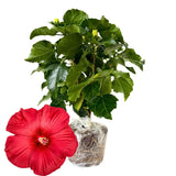 Hibiscus Flower Plant, Hibiscus Plants Live, Giant Red, Zone 10 to 12, Size 5 to 7 Inch Tall