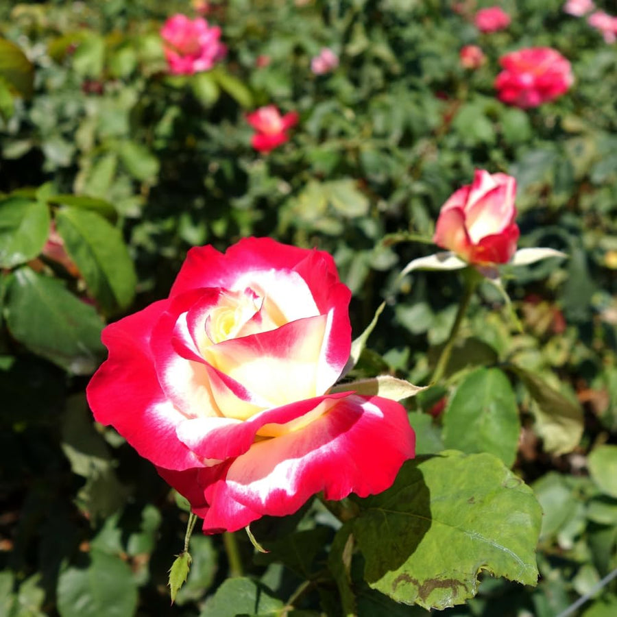 Rare Rose Bush Live Plant - Rose Plant Live to Grow - Bareroot 5-10 Inch Tall - Fragrant Rose Flowers Shrub - No Pot (Delight Rose)