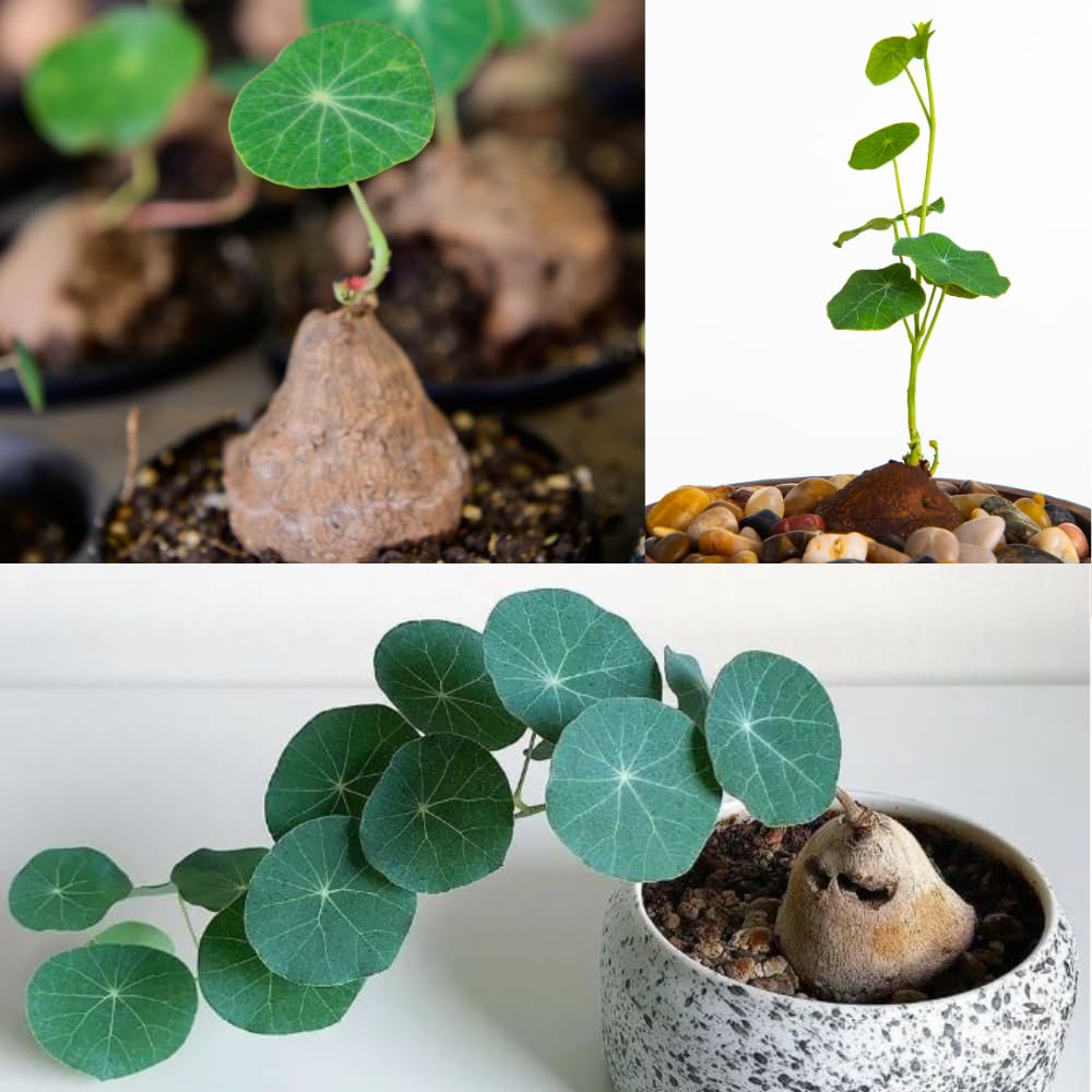 Stephania Cephalantha Bulb, Already Sprouts Size 3-3.5", Stephania Cephalantha Plant Rare Caudex Succulent Plants for Home Decor, Houseplant
