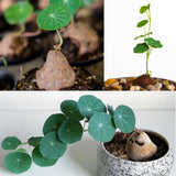 Stephania Cephalantha Bulb, Already Sprouts Size 3-3.5", Stephania Cephalantha Plant Rare Caudex Succulent Plants for Home Decor, Houseplant