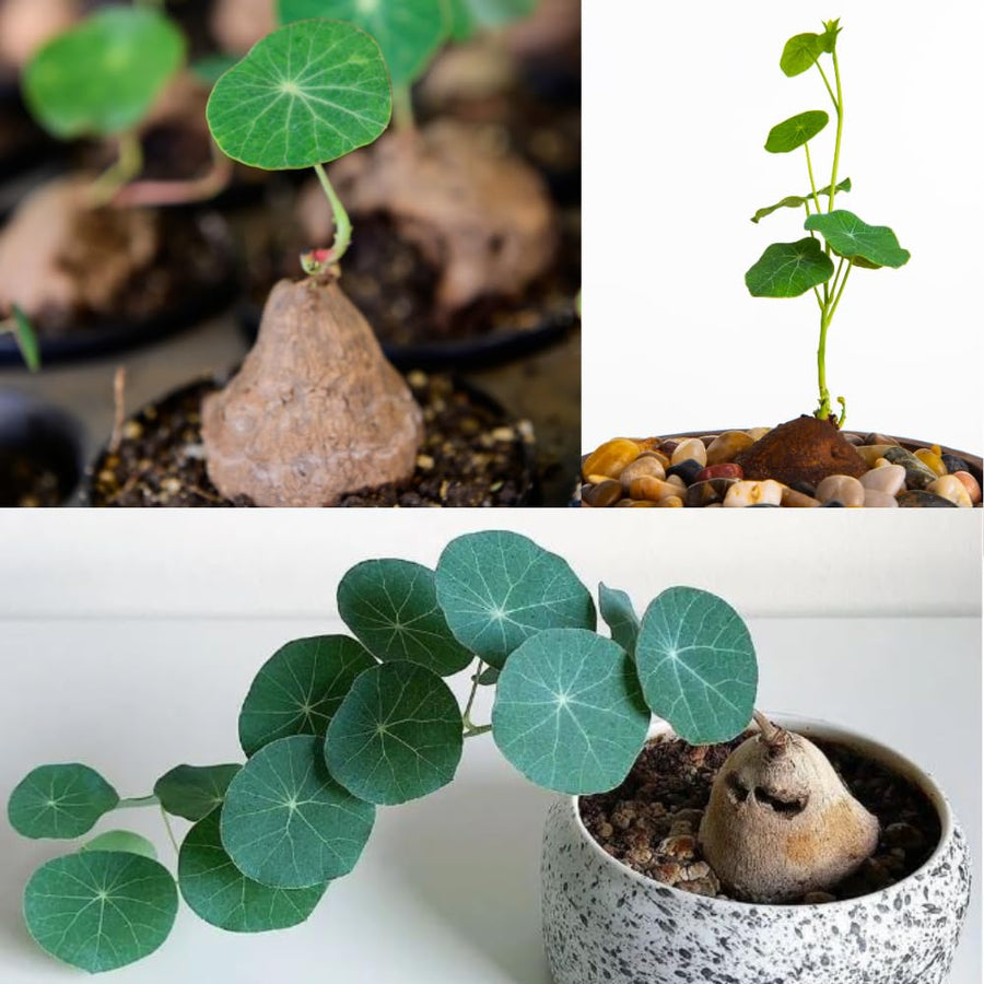 Stephania Cephalantha Bulb, Already Sprouts Size 3-3.5", Stephania Cephalantha Plant Rare Caudex Succulent Plants for Home Decor, Houseplant