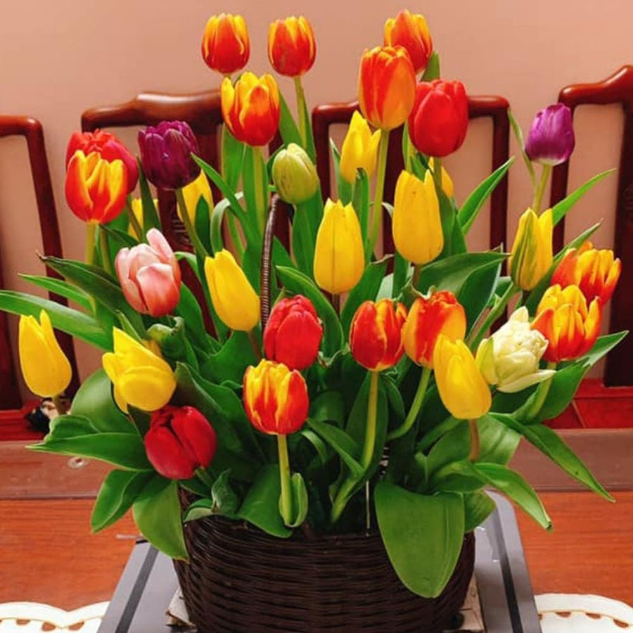 Set of 10 Flower Bulbs, Mixed Tulip and Daffodil Bulbs, Spring Blooming Bulbs for Garden Planting