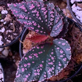 Angel Wing Begonia Live Plant, Polka Dot Begonia Maculata Plants, 4-7" Starter Indoor Outdoor Houseplant Décor, Air-Purifying and Easy Care, Pink Polka Dot