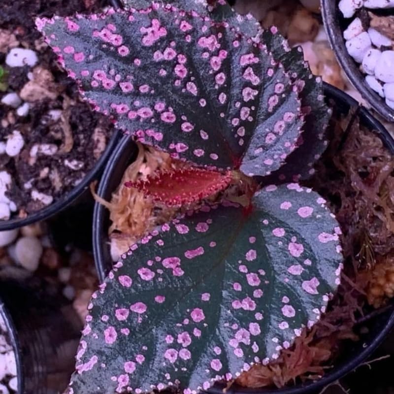 Angel Wing Begonia Live Plant, Polka Dot Begonia Maculata Plants, 4-7" Starter Indoor Outdoor Houseplant Décor, Air-Purifying and Easy Care, Pink Polka Dot