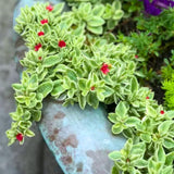2 Variegated Baby Sun Rose Live Plants, Pink Ice Succulent in 2" Pots for Garden, Containers
