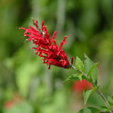 Red Salvia Plants Live, Fragrant Perennial Sage Plants, 4-6 Inches Tall in 4 Inches Pot, Flowering Shrubs for Garden, Patio