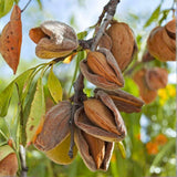 2 Pecan Trees 8-10'' Tall, Live Pecan Nut Trees for Outdoor Planting, Hardy Nut Tree Plants for Garden, Ready to Grow