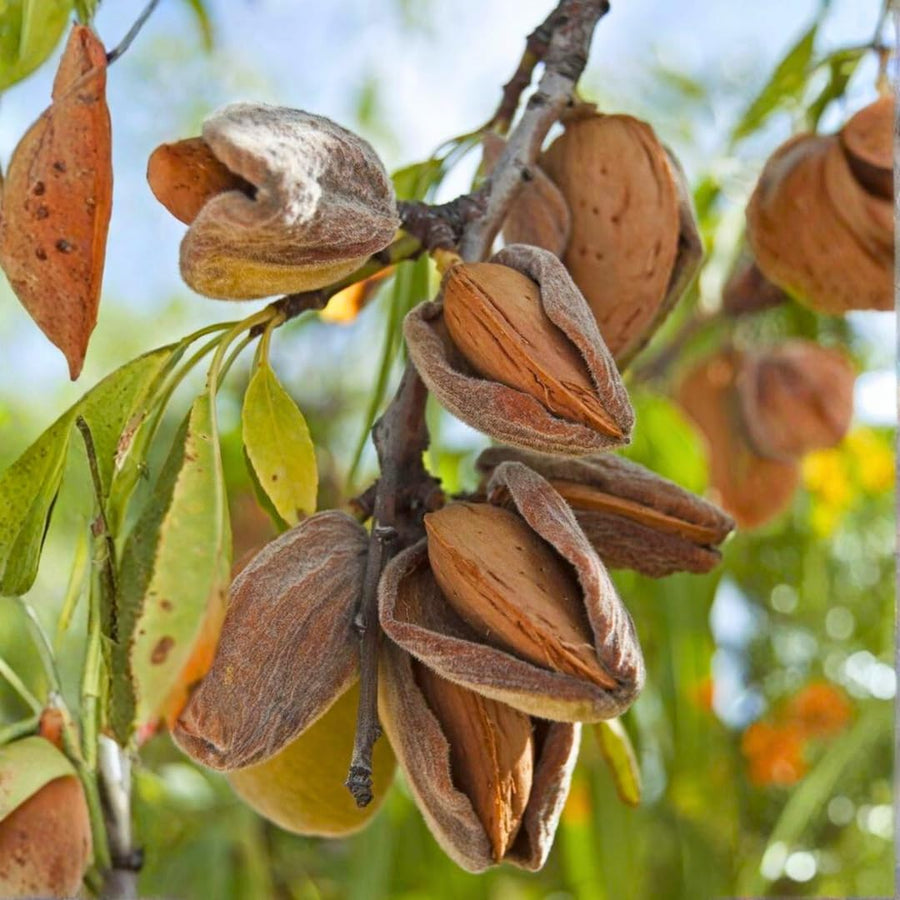2 Pecan Trees 8-10'' Tall, Live Pecan Nut Trees for Outdoor Planting, Hardy Nut Tree Plants for Garden, Ready to Grow
