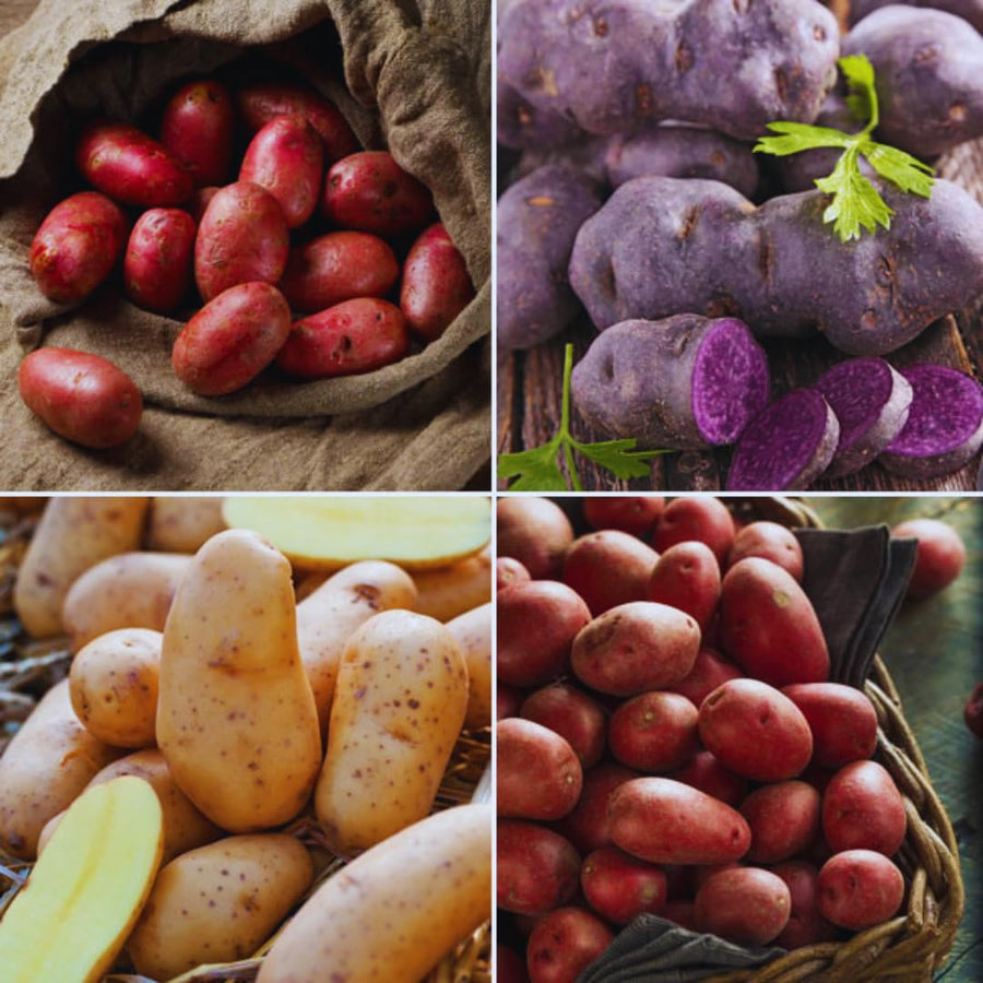 High Yielding Mixed Potato Tubers, 1 Pound of Russet, Yukon, Red Potatoes Plants Bulbs for Outdoor Growing,Vegetables Heirloom Potato Seeds Live Tuber for Home Garden