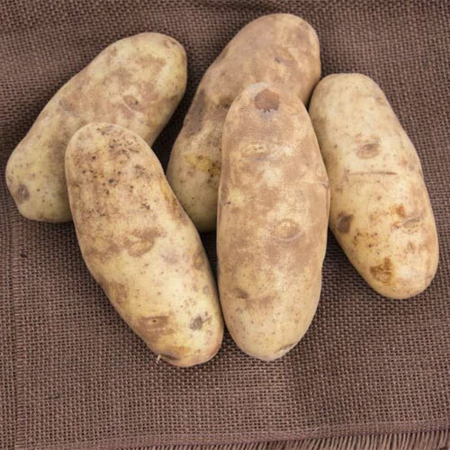 2 Pounds Seed Potatoes for Planting, Heirloom,High Yields Potato Seeds