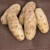 Russet Potato Seeds for Planting, Seed Potatoes for Planting, 2 Pounds, Heirloom, Vegetable Live Plant Easy to Plant, Potato Tuber Bulbs