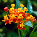 2 Mikweed Live Plants, Asclepias Tuberosa Perennial Flowers Plants, Tropical Butterfly Milkweeds 4-8 Inch for Outdoor Garden (Red)