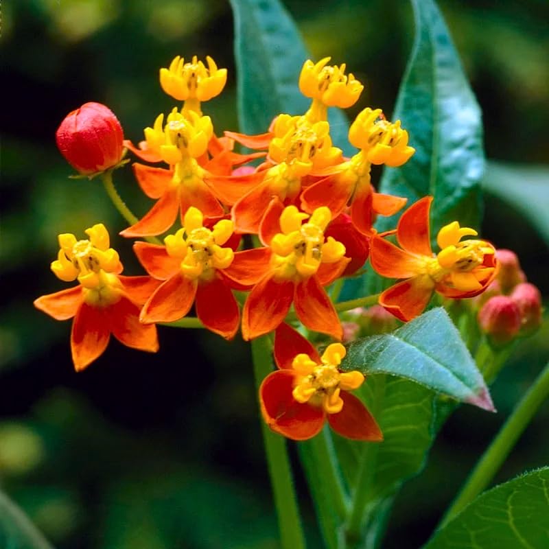2 Mikweed Live Plants, Asclepias Tuberosa Perennial Flowers Plants, Tropical Butterfly Milkweeds 4-8 Inch for Outdoor Garden (Red)