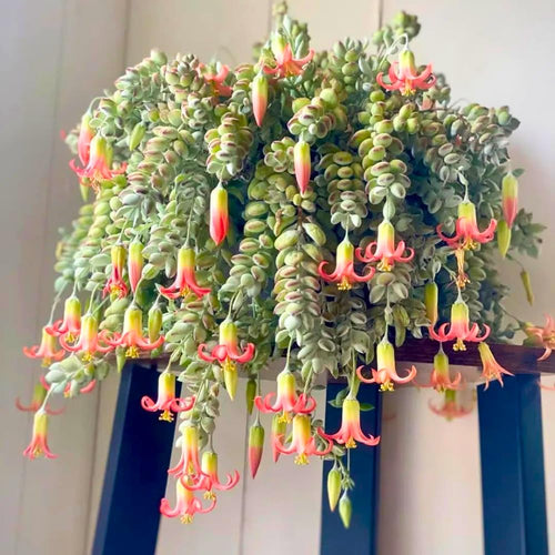 Cotyledon Pendens Succulent Plant, Trailing Succulent Houseplant Well Rooted 2'' Pot, Easy Care Indoor Plant