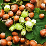 Live American Hazelnut Tree Plant, 10 Months Old Hazelnut Tree Live Plant for Growing, Dormant, Well Rooted in Winter