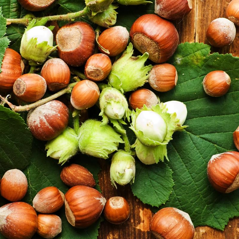 Live American Hazelnut Tree Plant, 10 Months Old Hazelnut Tree Live Plant for Growing, Dormant, Well Rooted in Winter