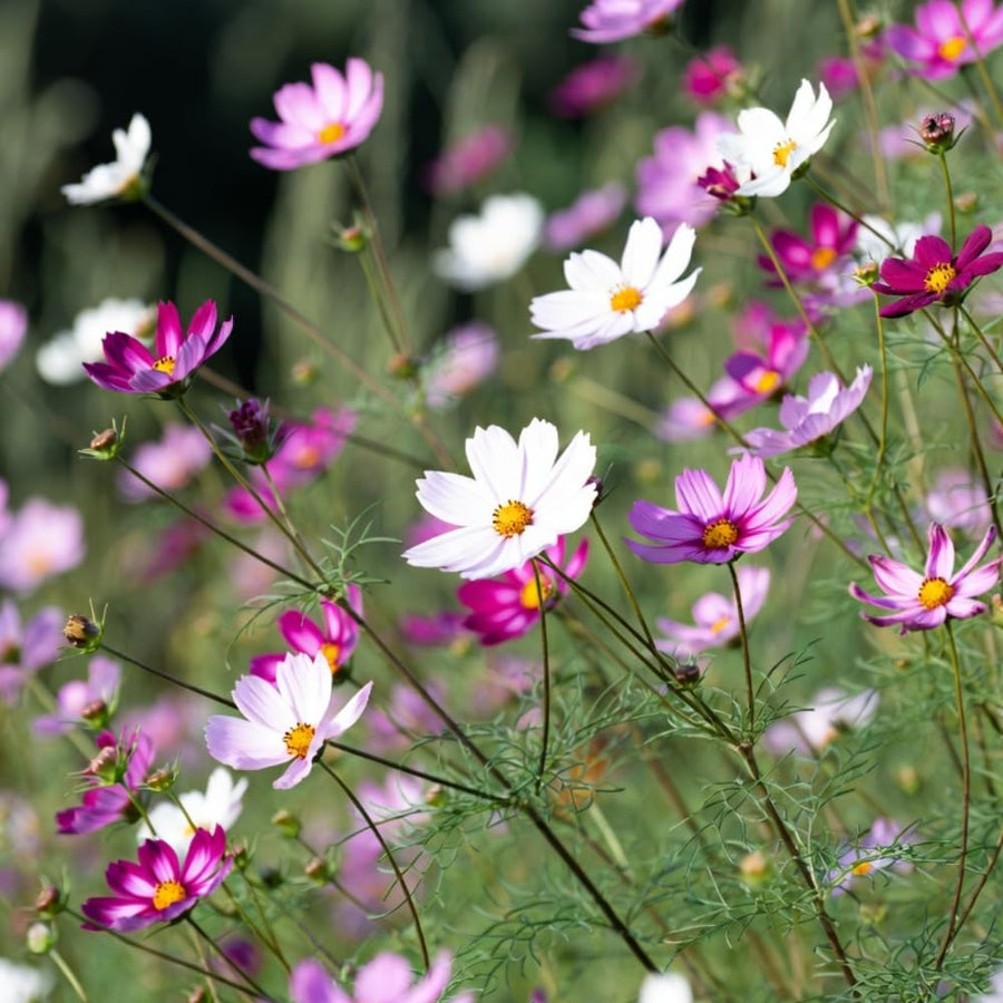 Set 2000 Mix Cosmos Flower Seeds for Planting, Vibrant Multicolor Flowers, Fast Growing, Low Maintenance for Outdoor Gardens