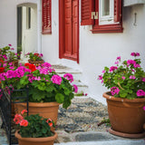2 Geranium Plants Live, Live Geranium Plant, Pink Geranium Flower Plants Indoor Outdoor, 5 to 7 Inches Tall, Geranium Plant