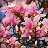 2 Magnolia Trees Live Plants, Fragrant Magnolia Plant Live for Planting Outdoor 6-12 Inch Height, in Pot, Beautiful Magnolia Flowers Tree (Jane Magnolia)