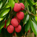 Lychee Tree Live Plant 10-12 Inch Tall, Sweet Lychee Plant Live, Tropical Litchi Fruit Tree, in Half Gallon Pot