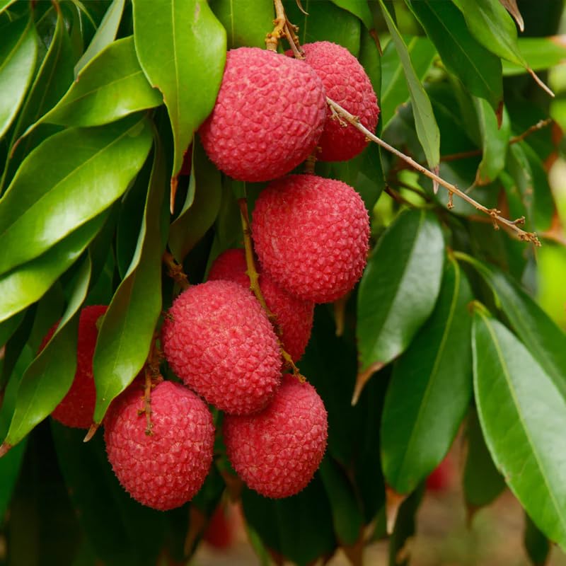 Lychee Tree Live Plant 10-12 Inch Tall, Sweet Lychee Plant Live, Tropical Litchi Fruit Tree, in Half Gallon Pot