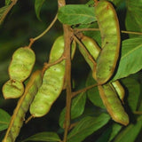 Ice Cream Bean Tree Live Plant, 8 to 11 Inc Tall, Ice Cream Bean Fruit Plant Live Pot Gardening Outdoor