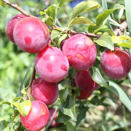 Set of 24 Live Plum Cuttings, for Planting, Sweet Edible Fruit Rooted Cuttings, Ready to Grow, Suitable for Outdoor Garden