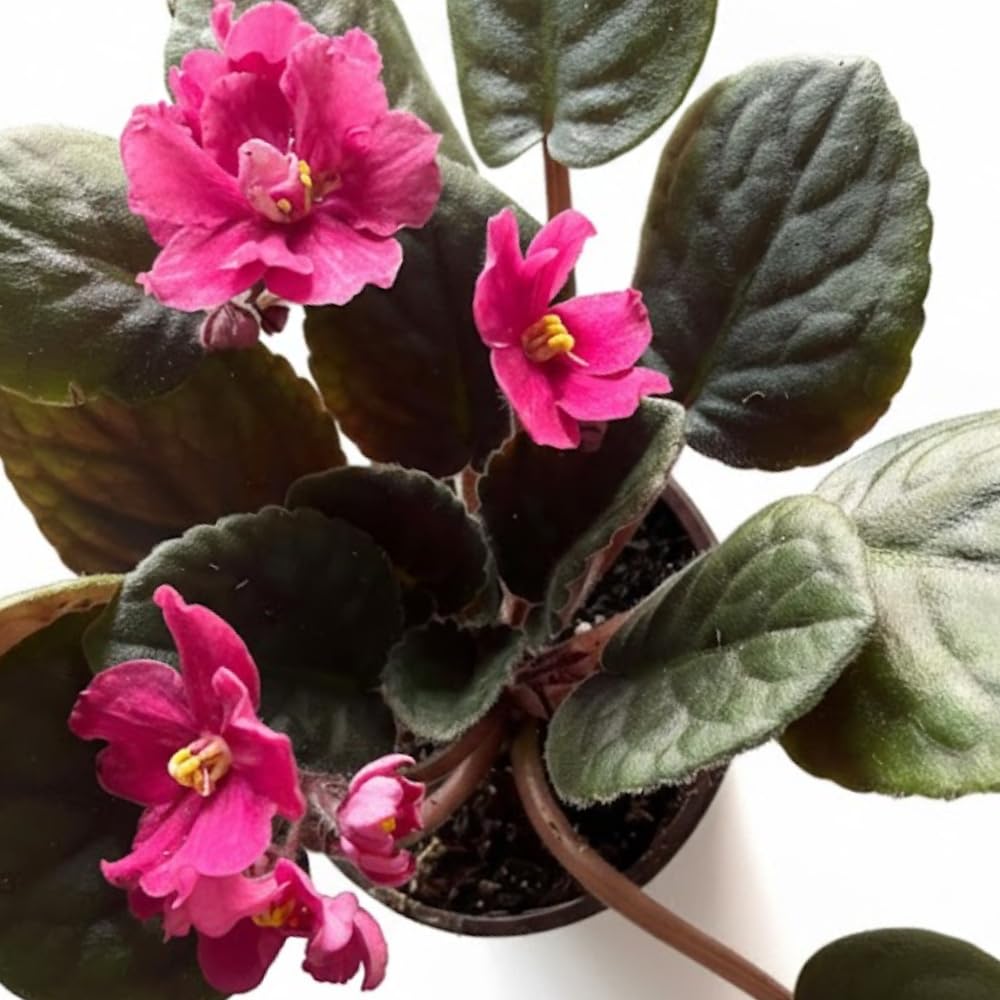 African Violets Live Plants, African Violet Plant Live in 4 Inches Pot, Violets Flowers Houseplant, 4-7 Inches Tall for Home Office Decor (Pink)