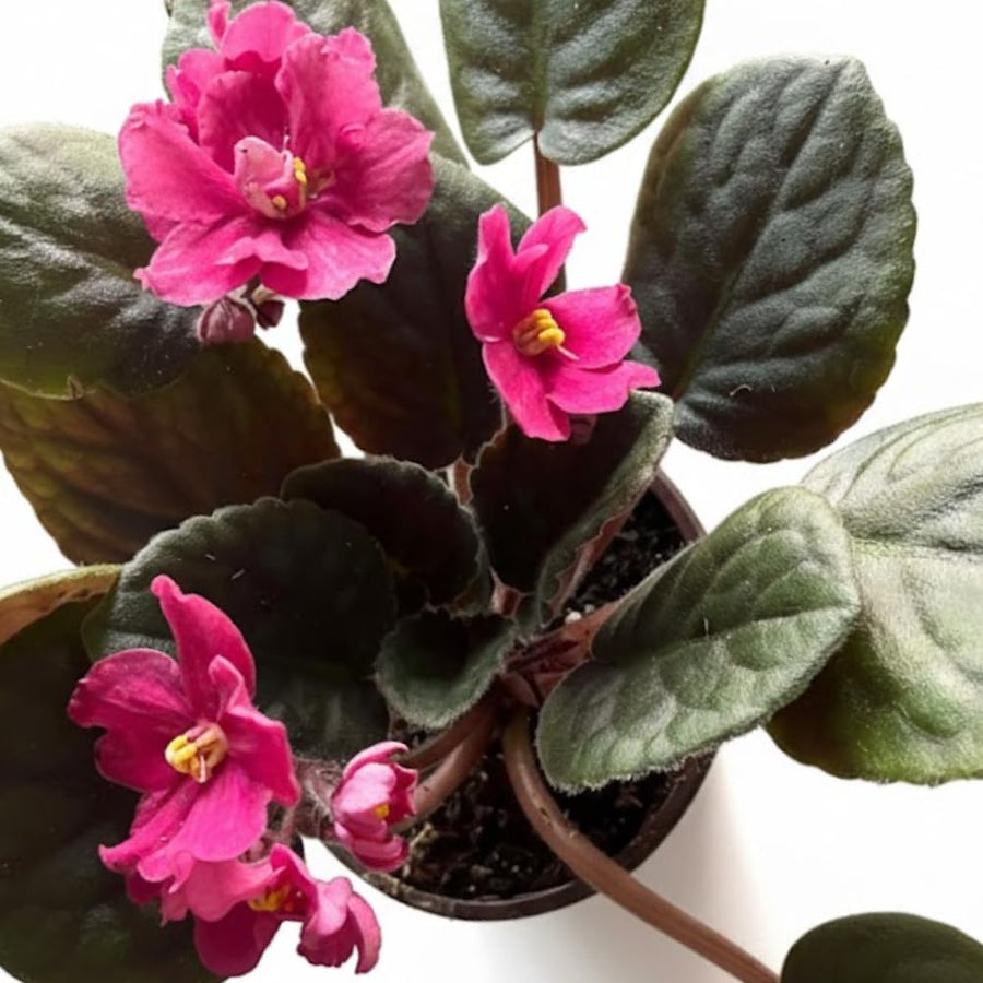 African Violets Live Plants, African Violet Plant Live in 4 Inches Pot, Violets Flowers Houseplant, 4-7 Inches Tall for Home Office Decor (Pink)