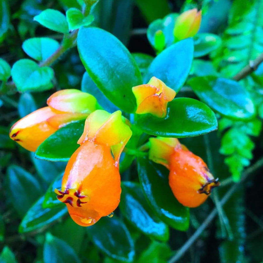 2 Goldfish Plants Live Houseplant, 4 Inch Potted Trailing Goldfish Vine with Orange Blooms, Ideal for Hanging Baskets or Home Décor