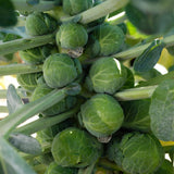 Set 2 Pots Brussel Sprouts Plants, 4″ Pot Brussel Sprouts Plants, Well Rooted Vegetable Seedlings for Garden, Container Planting