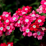 2 Pink Verbena Plants Live for Planting, Colorful Blooming Flower Plant, Verbena Live Plants, 5 to 7 Inc Tall
