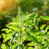 Holy Basil Live Plant, Tulasi Herb Plant in 4 Inch Pot, Fully Rooted 4-8 Inches, Garden or Container Growing
