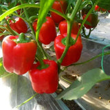 Pack 2 Live Pepper Plants 90 Days Old for Planting, 3 to 5 Inches Tall, Fast Growing, Hot Chili Peppers for Outdoor Growing (Hot Belle)