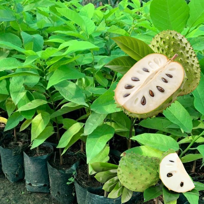 Soursop Tree Live Plant in Half Gallon Pot, Tropical Annona Muricata Guanabana Seedling Size 7-12" in Tall, Zones 9-11, No CA