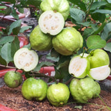 Sweet White Guava Tree Live Plant, Potted 8-10" in Tall Tropical Fruit Tree, Zones 9-11 for Outdoor Indoor Planting